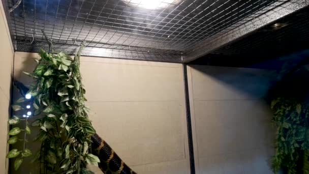 Anaconda in gevangenschap: transport van een python in een doos, een kooi, stroperij. Slang in de dierentuin - Video