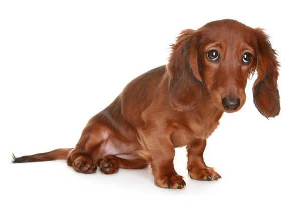 μακριά μαλλιά είδος γερμανικού κυνηγετικού σκύλου σκύλος - Φωτογραφία, εικόνα