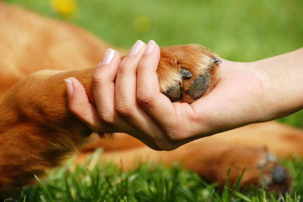 Dog paw and hand shaking - Photo, Image