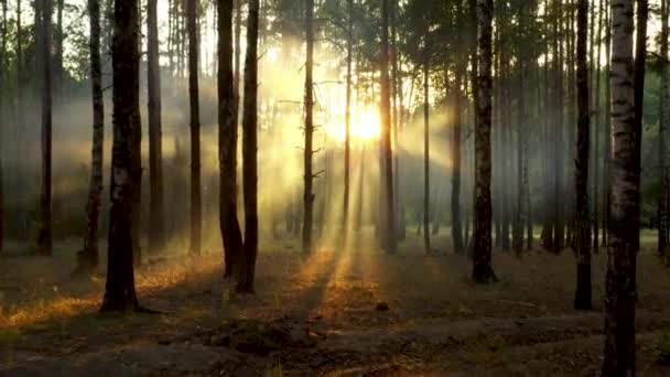 Φρέσκια ομίχλη το πρωί σε ένα πευκόδασος, οι ακτίνες ήλιων πέφτουν στο έδαφος μέσα από τα κλαδιά των δέντρων - Πλάνα, βίντεο