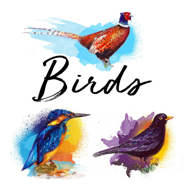 美しい鳥の水の色の絵のイラスト - 写真・画像