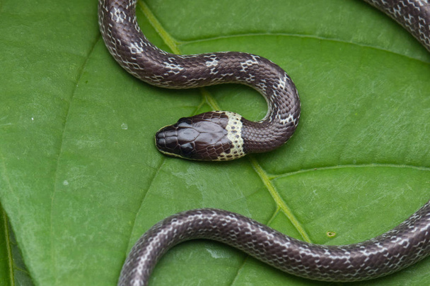 Close-up of Small snake on green leaf , Common Wolf Snake - Photo, Image