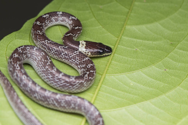 Змія Мала на зеленому листі Common Wolf Snake - Фото, зображення