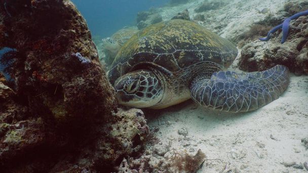 Tartaruga del Mar Verde sott'acqua nelle Filippine. - Foto, immagini