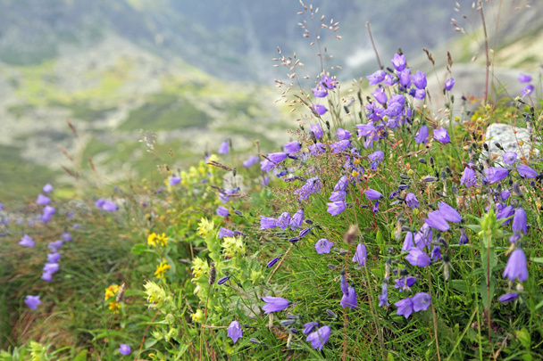 Flora at High Tatras mountains, Slovakia - Φωτογραφία, εικόνα