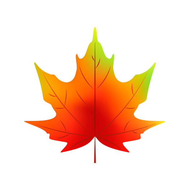 Realistic autumn maple isolated on white background. Vector illustration - Vector, Image
