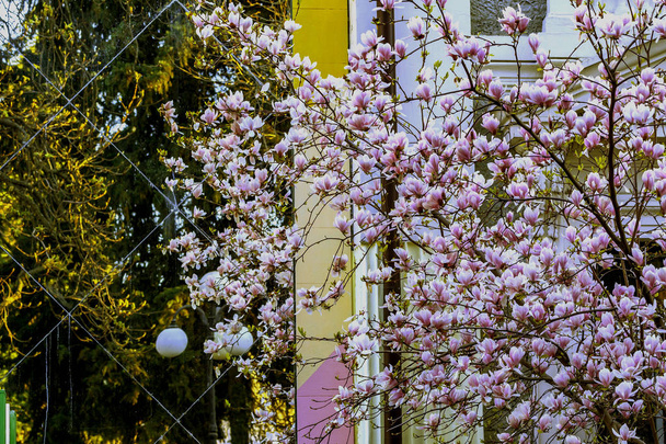 Heldere Magnolia bloemen in de ochtendstralen van de rijzende zon in Yalta  - Foto, afbeelding