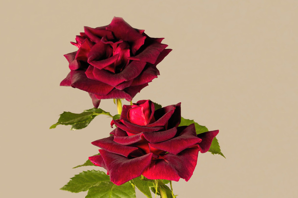 aksamit głęboki bogaty czerwony burgandy kolorowe róże - Zdjęcie, obraz