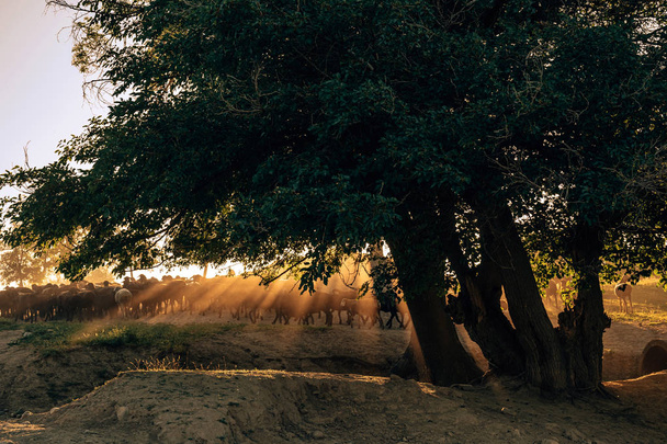 Il ritorno di un gregge di pecore a casa nei raggi del sole che tramonta nel sud del Kazakistan. Una mandria di pecore va in un villaggio nel sud del Kazakistan. Agricoltura naturale tradizionale del Kazakistan
. - Foto, immagini