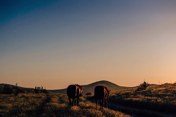 Beautiful horses on Boraldai. Mountain reserve Boraldai in Shymkent with horses. Grazing horses at sunset in Kazakhstan - Φωτογραφία, εικόνα