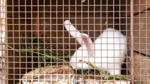 Conejo blanco en una jaula comiendo hierba verde. Conejos criando. El conejo blanco se sienta en una jaula y come hierba en la granja. Guía de cuidado del conejo
 - Imágenes, Vídeo