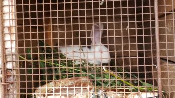緑の草を食べる檻の中の白ウサギ。ウサギの繁殖白いウサギは檻の中に座り、農場で草を食べます。ウサギケアガイド - 映像、動画