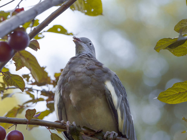 梅の枝に座っている灰色の鳩とのクローズアップ - 写真・画像