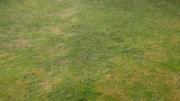 Materiał filmowy małego trawnika niskiego. Zielone trawnik strzał z góry widok. Zielona trawa w ogrodzie. Statyczna kamera. Mapowanie wideo. Tle - Materiał filmowy, wideo