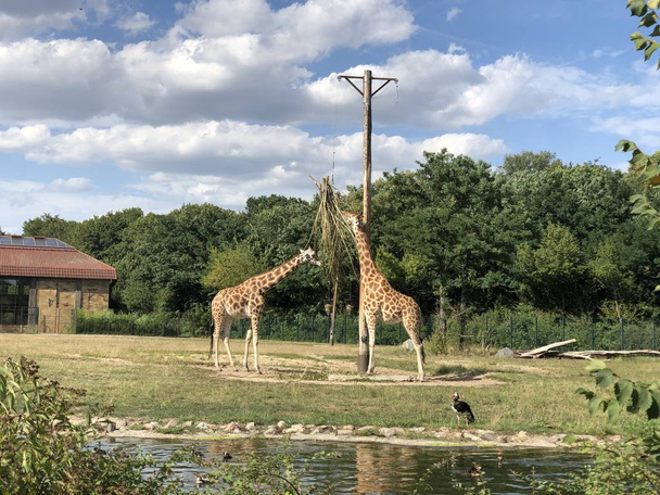 Girafas em Tierpark, Berlim
 - Foto, Imagem