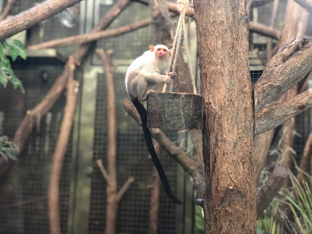 Majmok Tierparkban, Berlinben - Fotó, kép