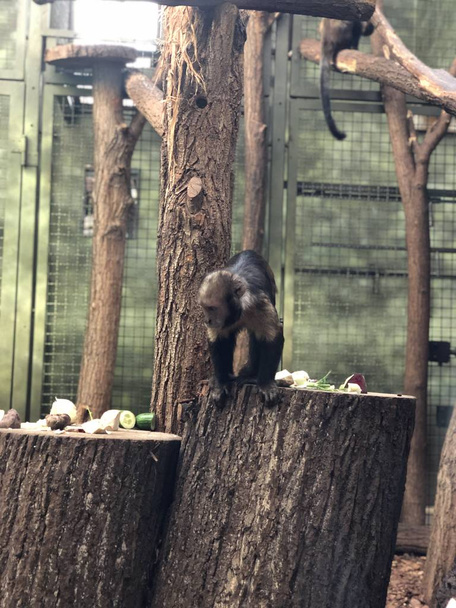 Мавпи в Тьєрпарк (Берлін). - Фото, зображення