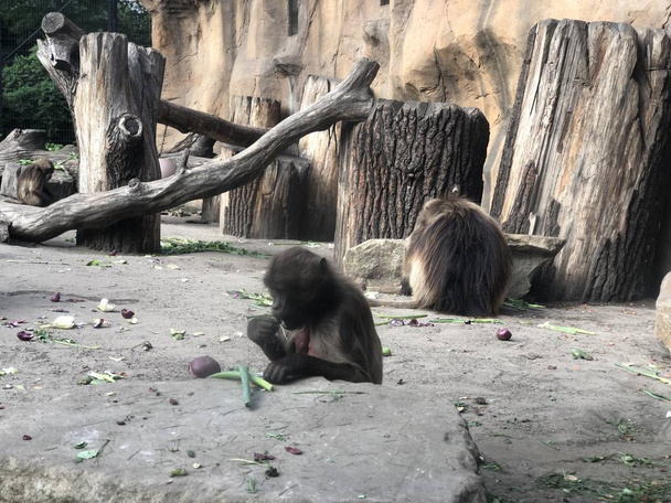 Tierpark, Berlin 'de Maymunlar - Fotoğraf, Görsel