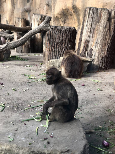 Tierpark, Berlin 'de Maymunlar - Fotoğraf, Görsel