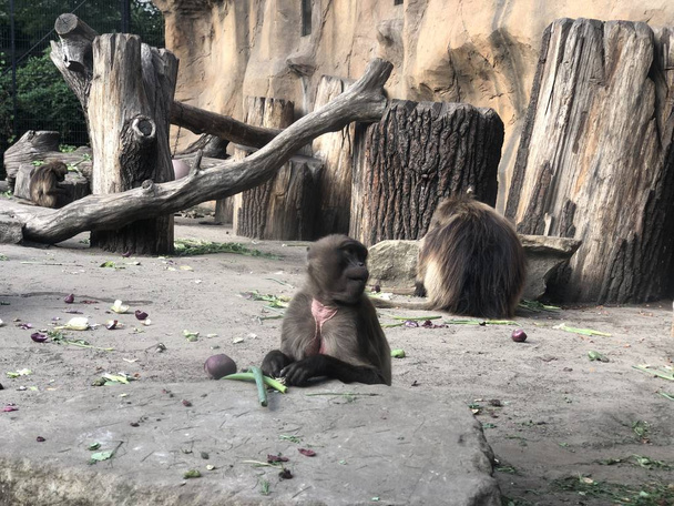 ベルリンのTierparkで猿 - 写真・画像