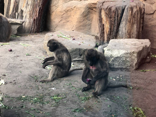 Monos en Tierpark, Berlín
 - Foto, Imagen