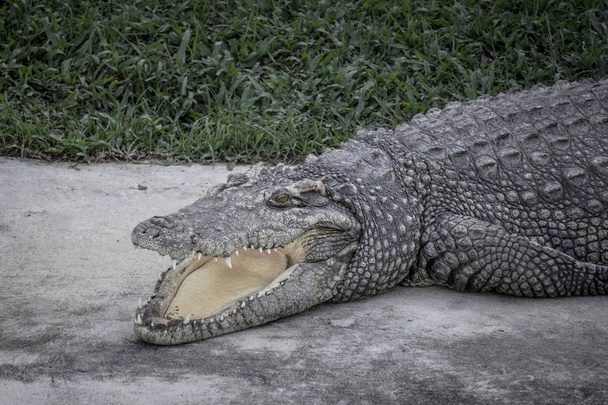 Nahaufnahme eines Krokodils, das sein Maul aufreißt und auf einem Bauernhof ruht, beängstigender Ton. - Foto, Bild