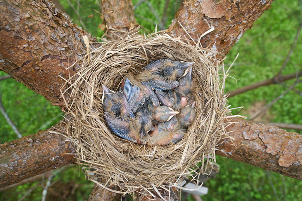 Nest of a bird with sleeping newborn thrush nestlings located on the pine tree - Photo, Image