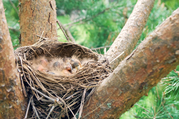 Nest of a bird with sleeping newborn thrush nestlings located on the pine tree - Photo, Image