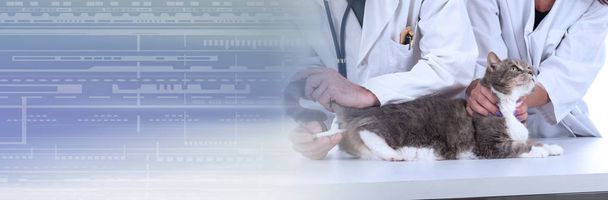 獣医クリニックの猫;パノラマバナー - 写真・画像