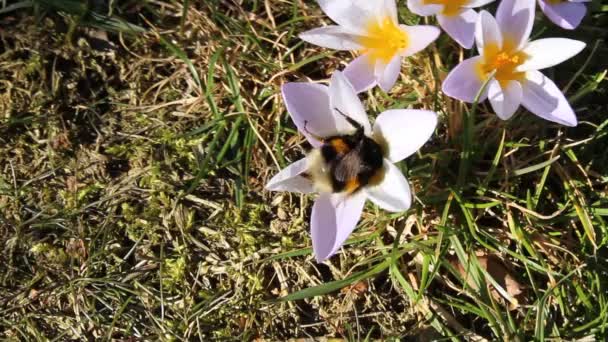 Bumblebee królowej w Krokus na wiosnę - Materiał filmowy, wideo