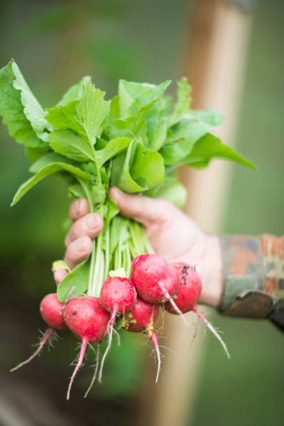 Natural radish in hands, harvest.  - Foto, imagen