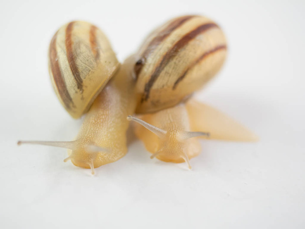 Izolowane ślimaki na białym tle - Zdjęcie, obraz