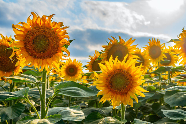 Sonnenblumenfeld - Foto, Bild