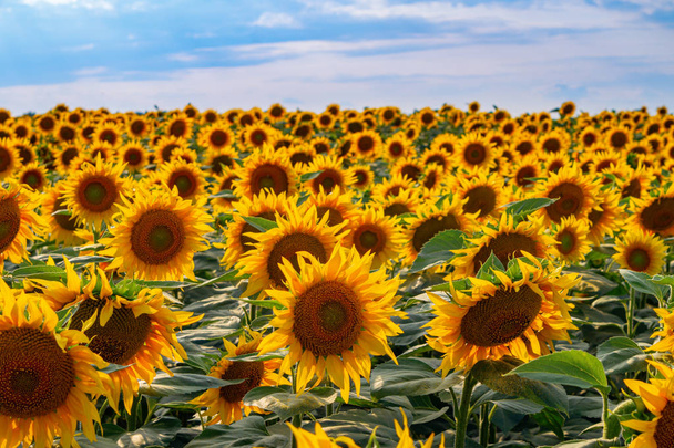 Auringonkukkien viljely - Valokuva, kuva