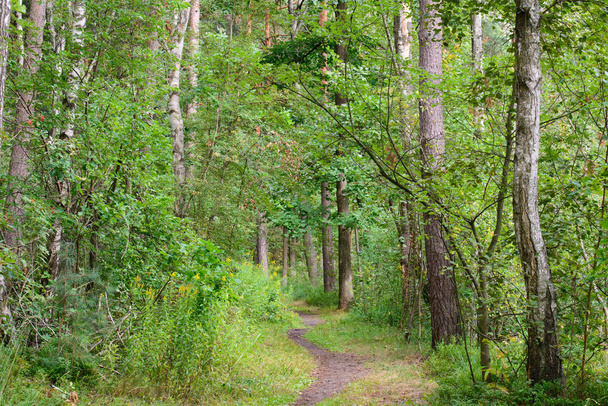 μονοπάτι στο δάσος καλοκαίρι  - Φωτογραφία, εικόνα
