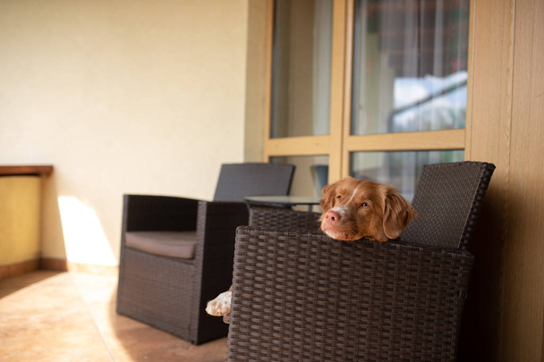 dog on the balcony in the armchair. Nova Scotia Duck Tolling Retriever outdoors - Photo, Image
