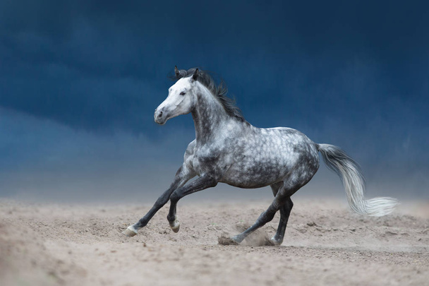 Γκρι άλογο καλπάζει στο αμμώδες πεδίο ενάντια στο δραματικό γαλάζιο του ουρανού - Φωτογραφία, εικόνα