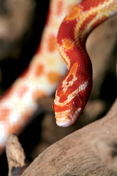 Narancs Python kígyó. Félelmet nem ismerő ragadozó. - Fotó, kép