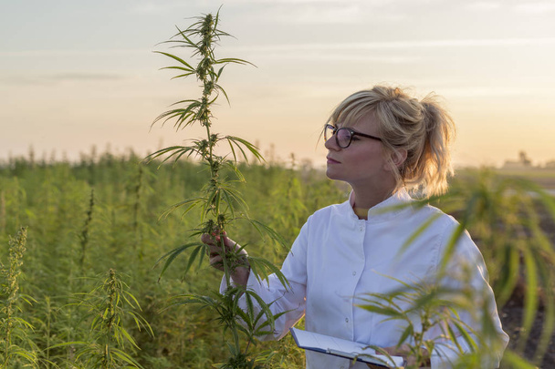 Scientist observing CBD hemp plants on marijuana field and taking notes - Photo, Image