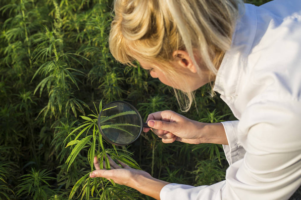 Scientist with magnifying glass observing CBD hemp plants on marijuana field - Photo, image