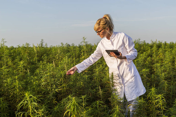 Tutkija tarkkailee CBD hamppukasveja marihuanakentällä ja kirjoittaa tuloksia tabletin
 - Valokuva, kuva