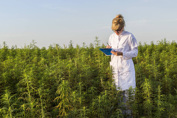 Vědec, který si všímá CBD konopných rostlin na poli marihuany a pořizování poznámek - Fotografie, Obrázek