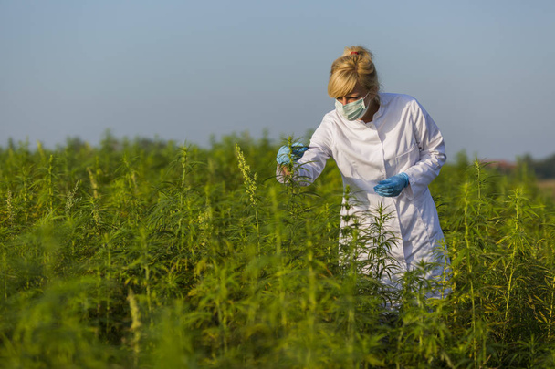 Wissenschaftler mit Pinzette entnimmt Proben und beobachtet CBD-Hanfpflanzen auf Marihuana-Feld - Foto, Bild