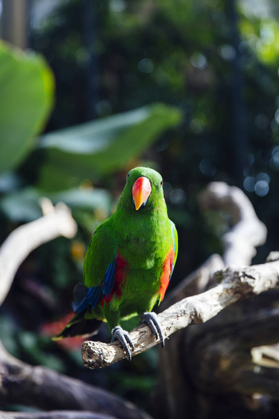 Zielona papuga Eclectus z pomarańczową końcówką i czerwonymi i niebieskimi piórami w parku ptaków Bali - Zdjęcie, obraz