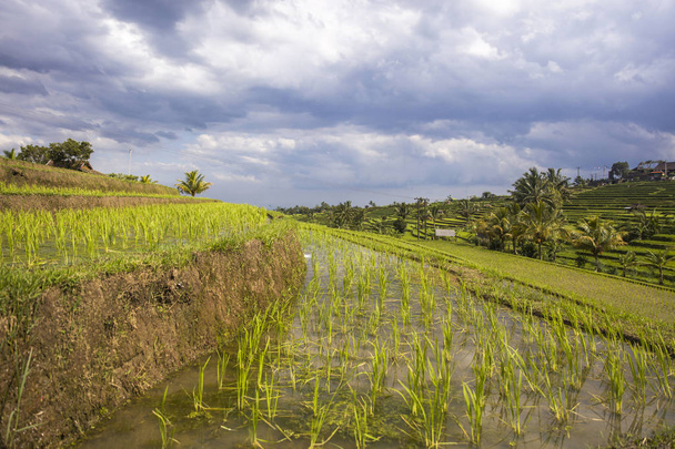 Ορυζώνες του Τζατιλούμε στο νοτιοανατολικό Μπαλί, Ινδονησία - Φωτογραφία, εικόνα