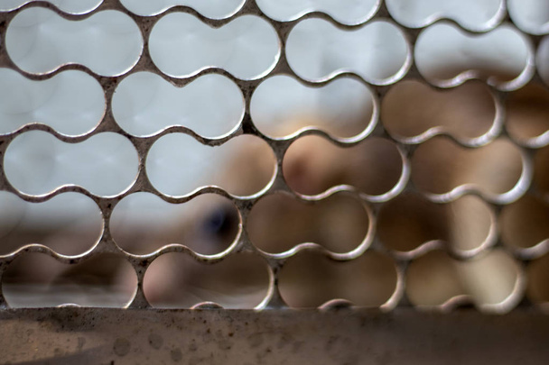 Um rato pego vivo em uma armadilha de gaiola, fundo embaçado
. - Foto, Imagem