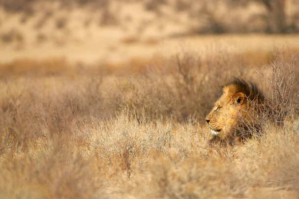 Kalahari lev, Panthera Leo vernayi, chůze v typickém prostředí Kalaharské pouště. Velký Lví samec s černou hřívou za slunného horkého dne. Přímý pohled, nízký úhel. Příhraniční Park Kgalagadi, Botswana - Fotografie, Obrázek