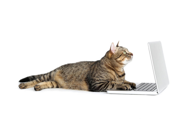 Beautiful cat with laptop computer lying on white background - 写真・画像