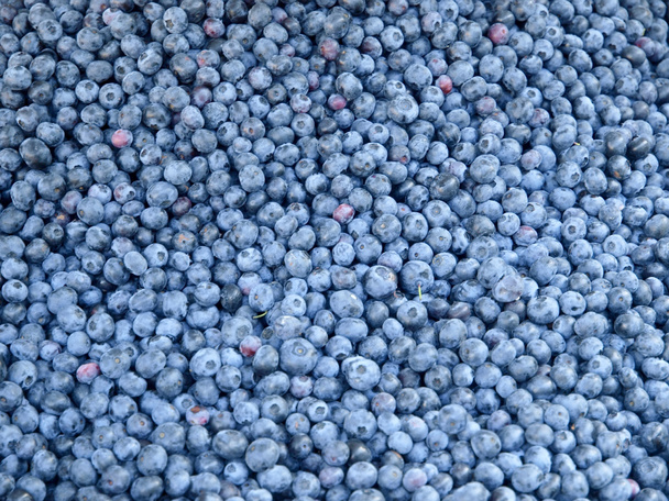 Blueberries - Photo, Image