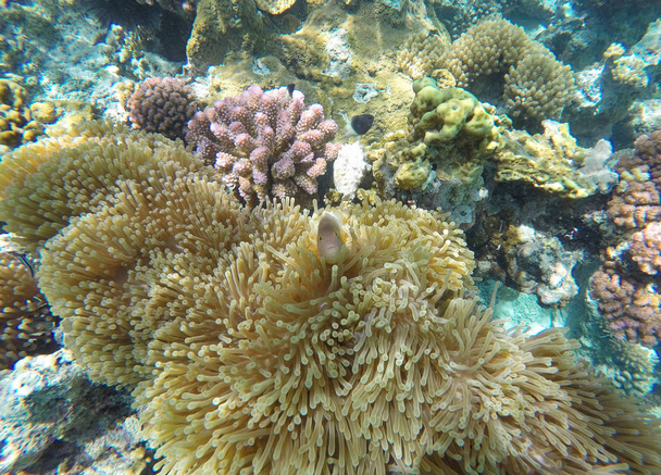 Tropik okyanusta mercan resifinin manzara görünümü - Fotoğraf, Görsel
